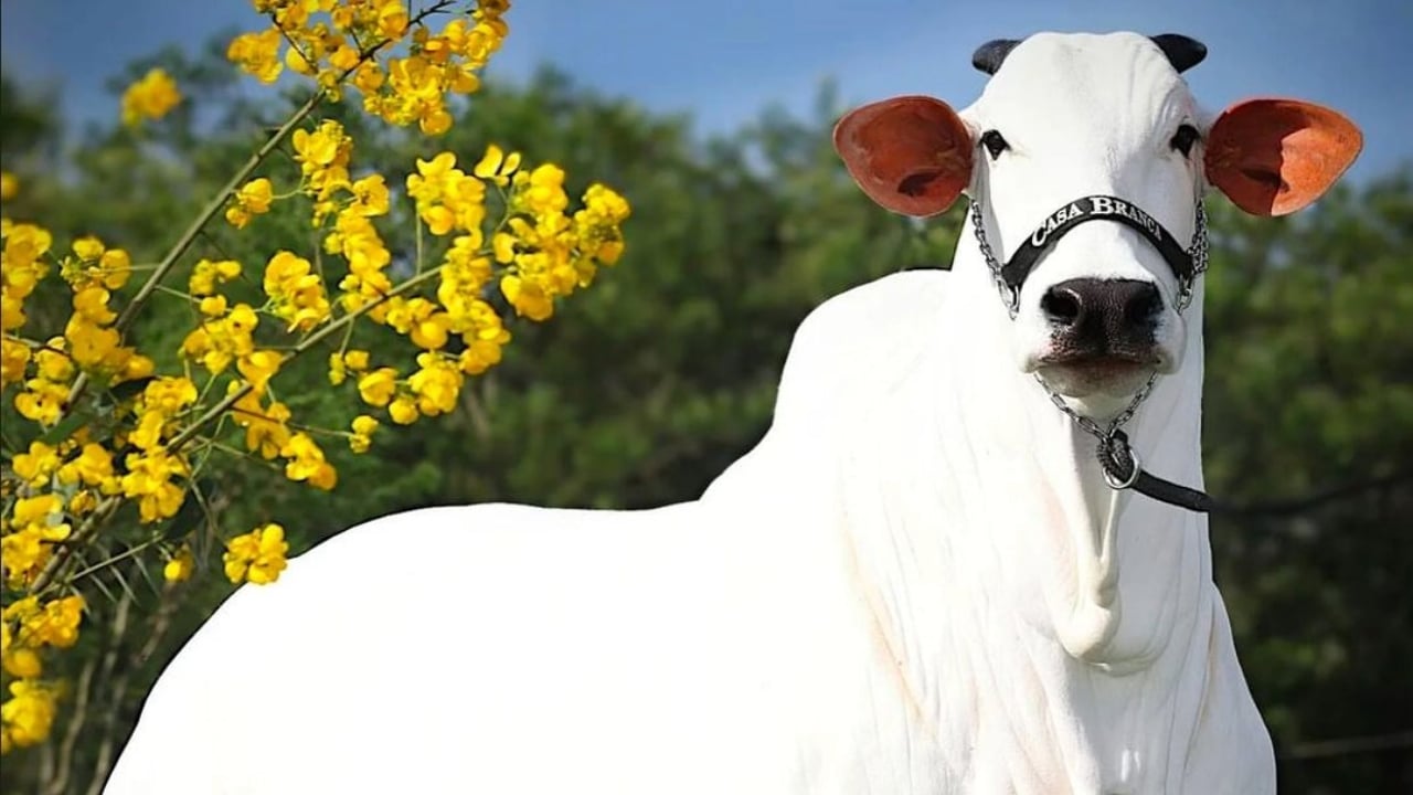 Genética de ouro: Vaca mais cara do mundo vence ExpoZebu